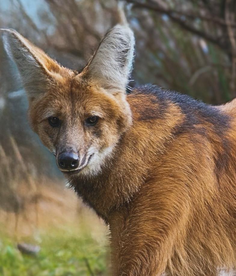 Aguará Guazú, el Lobo del Pastizal- Ambiente de Aguará