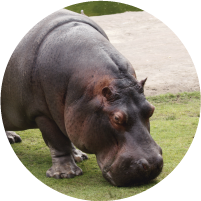 ?=$animal->{'titulo1'.$sufx}?>