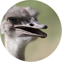 ?=$animal->{'titulo1'.$sufx}?>