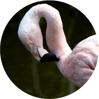 ?=$animal->{'titulo1'.$sufx}?>