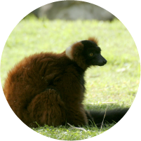 ?=$animal->{'titulo1'.$sufx}?>