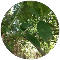 Tarumá