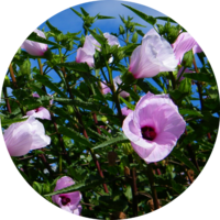 Rosa de Río