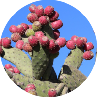 Tuna o Nopal