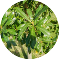 Canelón Verde
