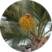 Palmera Yatay