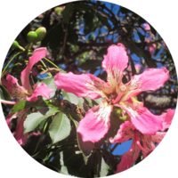 Palo Borracho Rosa