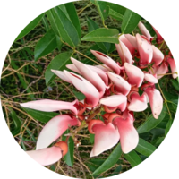 Ceibo Rosado o chaqueño