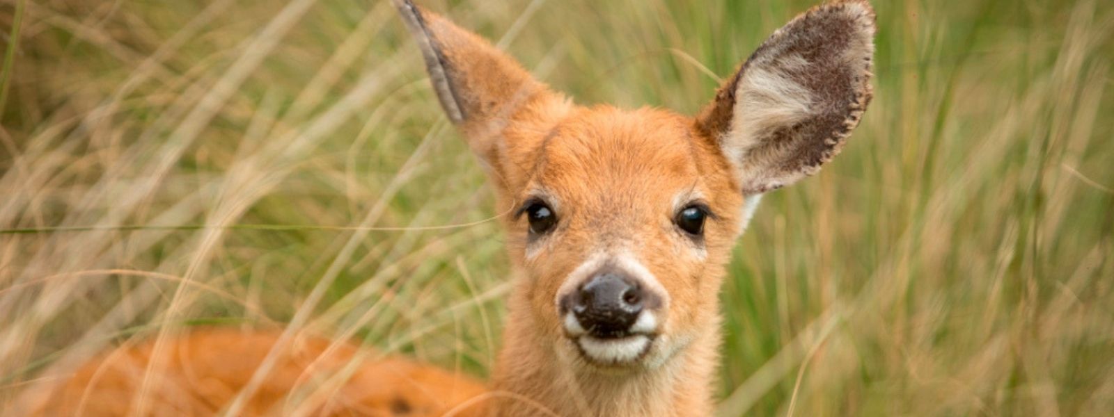 UN HABITANTE CASI DESCONOCIDO DEL DELTA