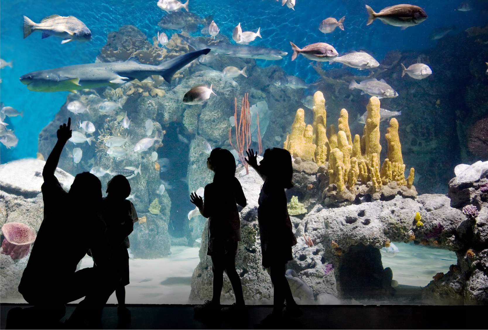 BIOPARQUE TEMAIKÈN
