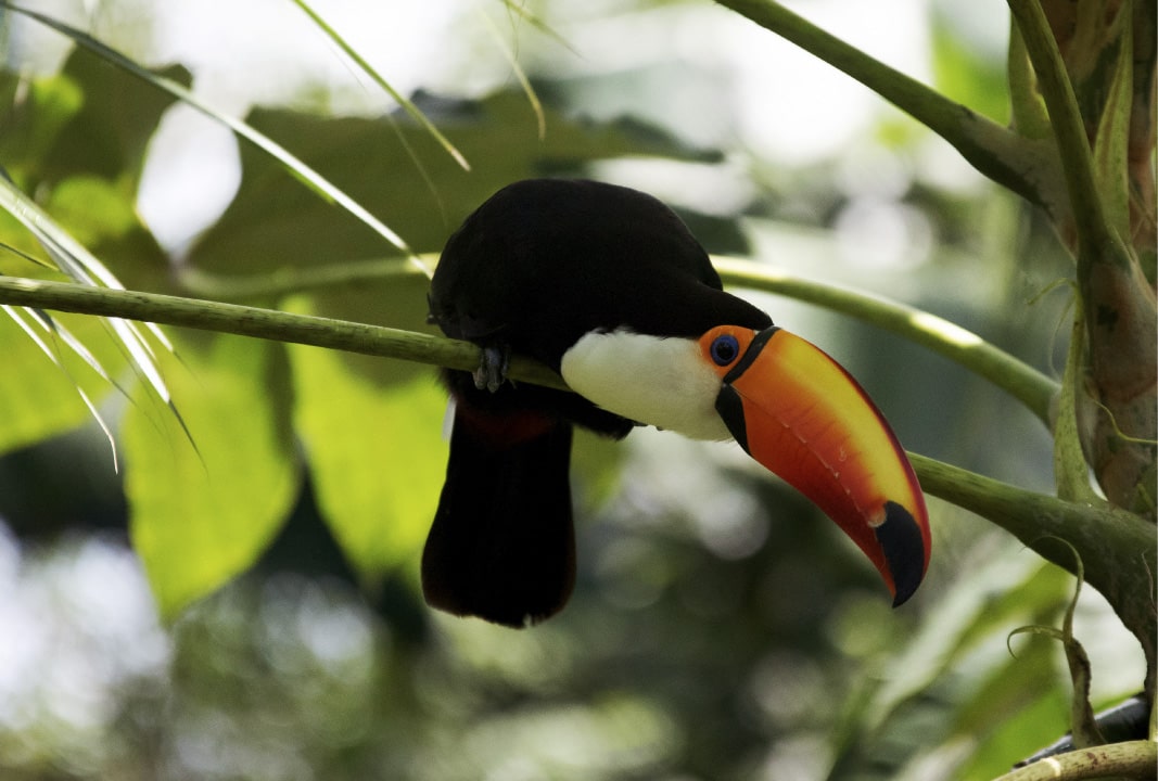 EL LUGAR DE LAS AVES