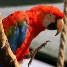 Aunando conocimientos para salvar especies: Fundación Temaikèn se suma al Programa de...