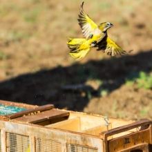 Regresan a la naturaleza 19 aves en peligro de extinción