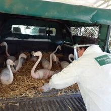 Tráfico ilegal y enfermedades emergentes: una problemática que nos involucra a todos