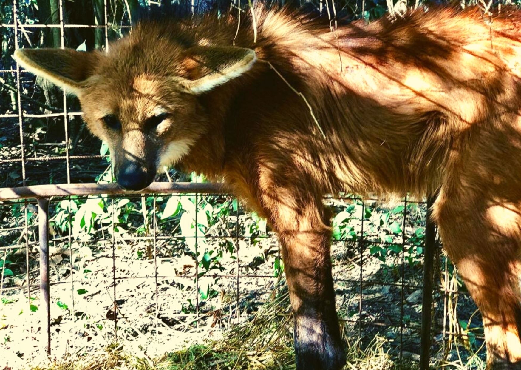 Rescatamos un aguará guazú en Provincia de Buenos Aires