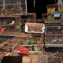 Fundación Temaikèn se suma a la Alianza contra el Tráfico Ilegal de Fauna Silvestre (Wildlife...
