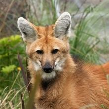 La Comisión de Supervivencia de Especies de la UICN y la Fundación Temaikèn unen fuerzas para...