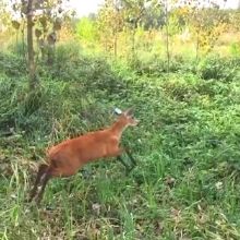 Itatí, una Ciervita de los Pantanos rescatada en el Delta del Paraná, regresó a la naturaleza