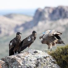 PARTICIPAMOS DE LA REINSERCIÓN DE 7 CÓNDORES EN SU HÁBITAT NATURAL