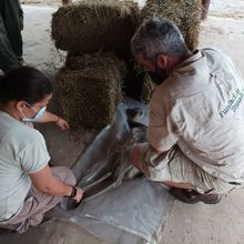 LUEGO DE LAS LLAMAS: UN TRABAJO EN EQUIPO PARA SALVAR FAUNA SILVESTRE AUTÓCTONA EN CORRIENTES
