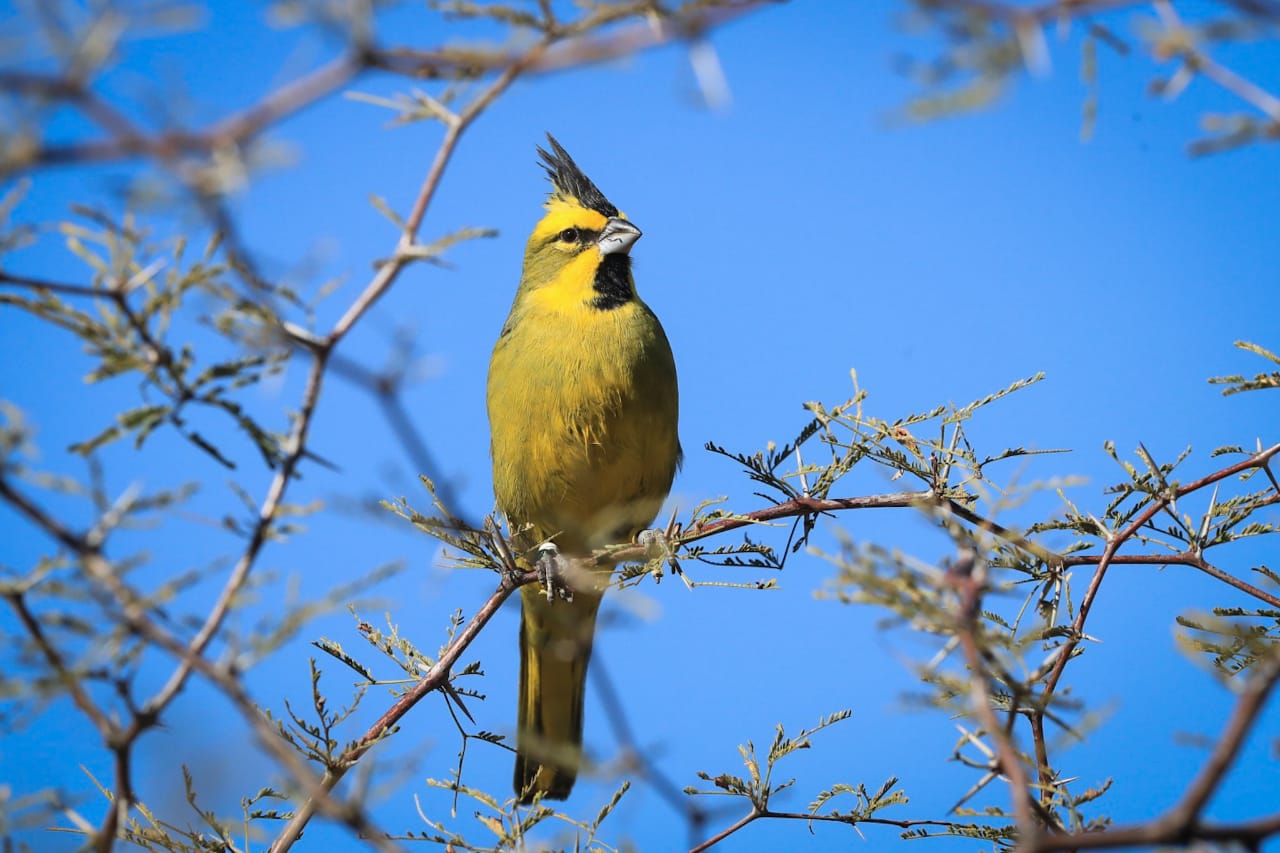 NUEVA REINSERCIÓN DE CARDENALES AMARILLOS EN LA PROVINCIA DE BUENOS AIRES