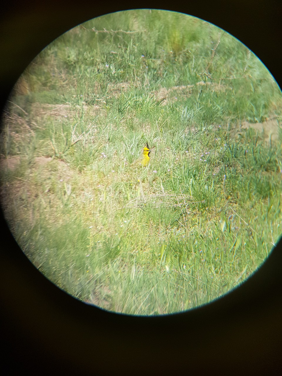 CON UNA NUEVA REINSERCIÓN, YA SON 92 CARDENALES AMARILLOS LOS QUE VOLVIERON A VOLAR EN LIBERTAD EN...