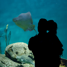 ESTE VERANO, LOS GUARDIANES DE LA NATURALEZA TRAEN NUEVAS ACTIVIDADES A TEMAIKÈN