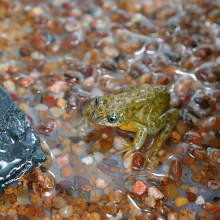 Salvando a la ranita patagónica de la extinción