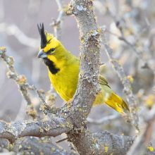 La alianza del cardenal amarillo de la Provincia...