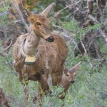 Nació el primer huemul gestado en la Estación...