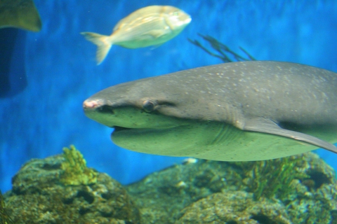 PROYECTO MAR  PATAGÓNICO