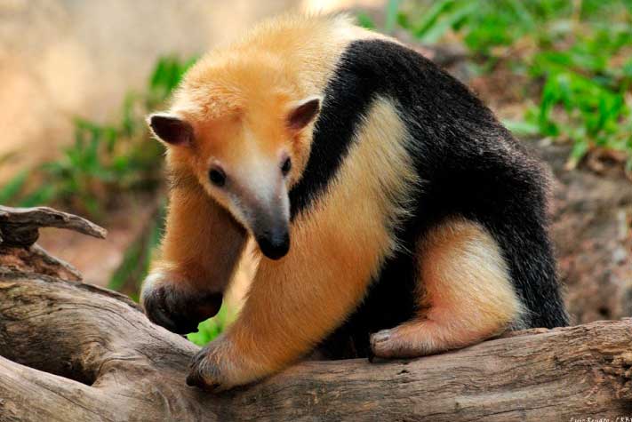 OSO MELERO