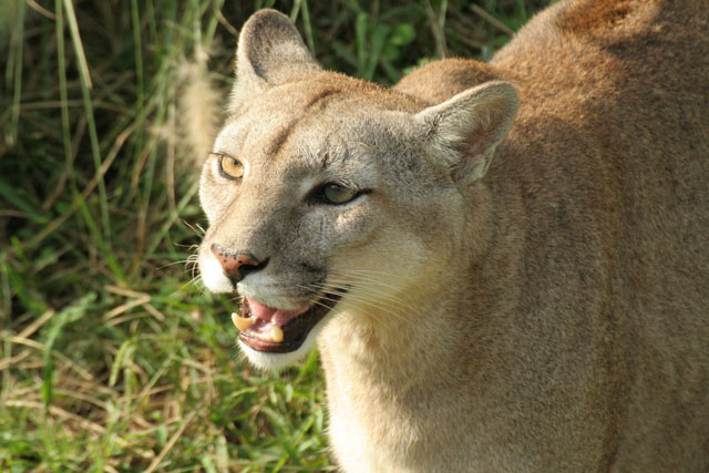 PUMA