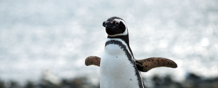 PINGÜINO DE MAGALLANES