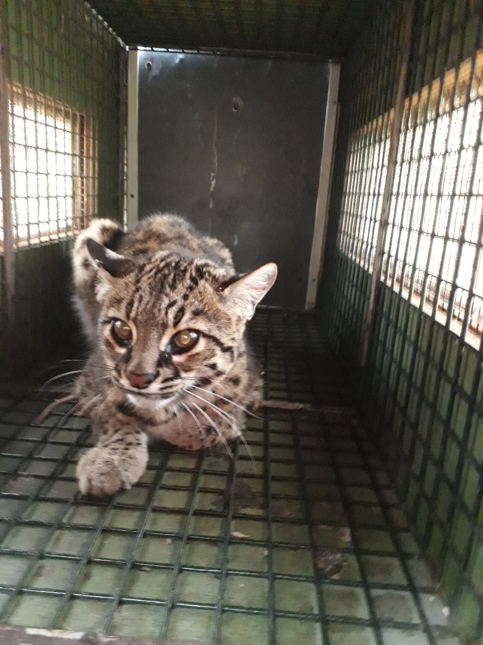 Gato Montés Rescate
