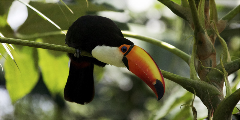 EL LUGAR DE LAS AVES