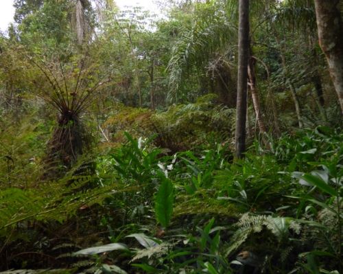 PROGRAMA SELVA Y PASTIZAL