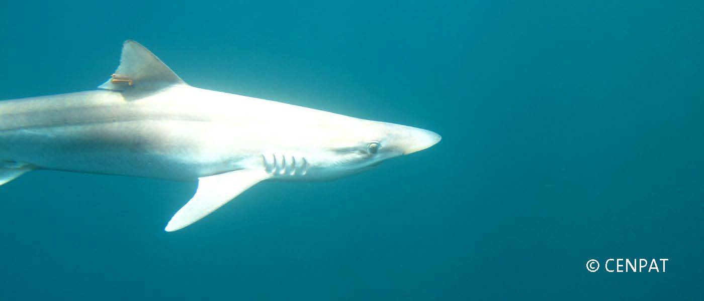 TIBURONES