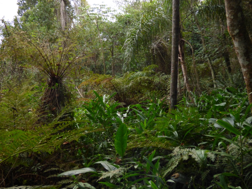 PROGRAMA SELVA Y PASTIZAL