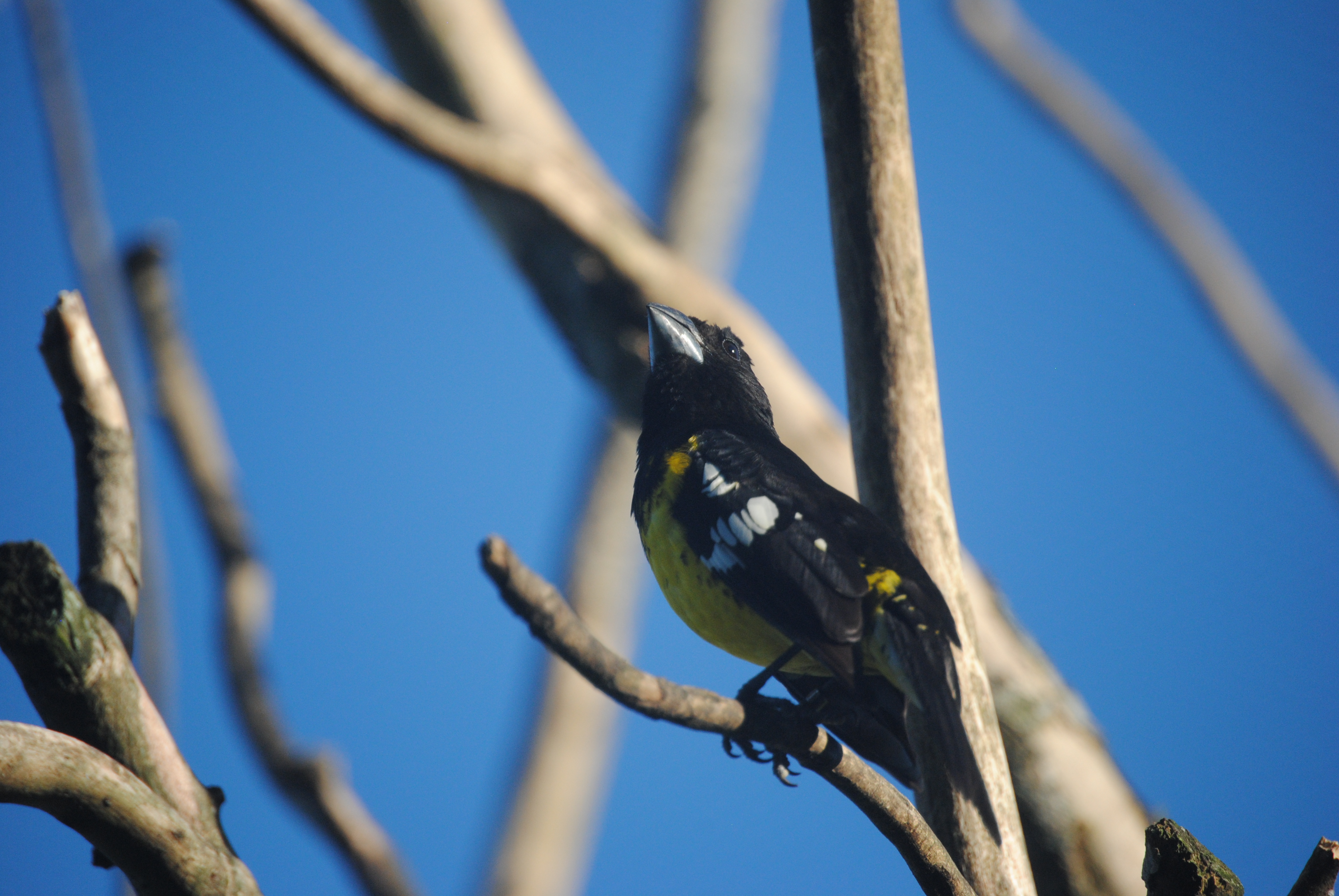 AVES PASERIFORMES