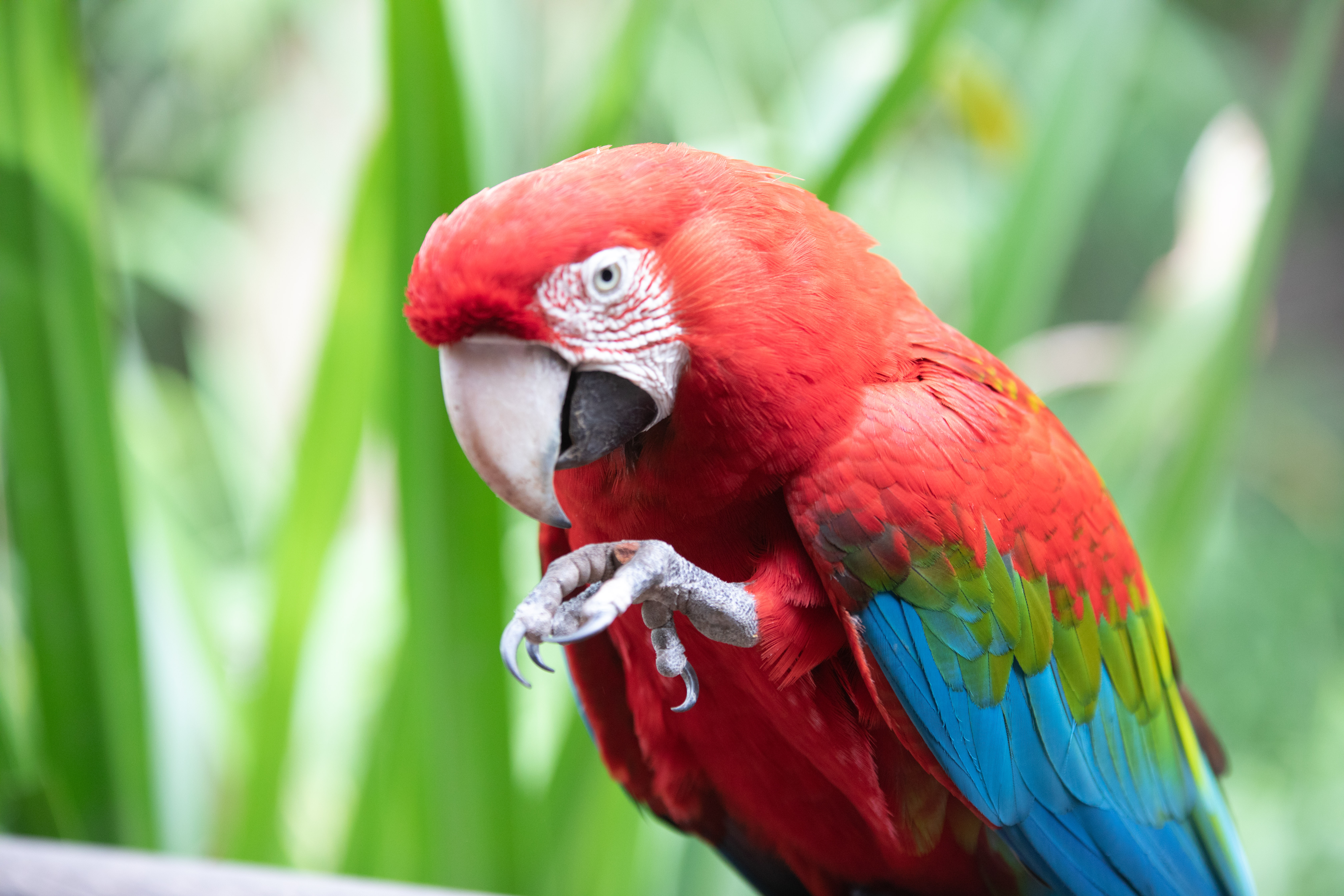 GUACAMAYOS, TUCANES Y LOROS