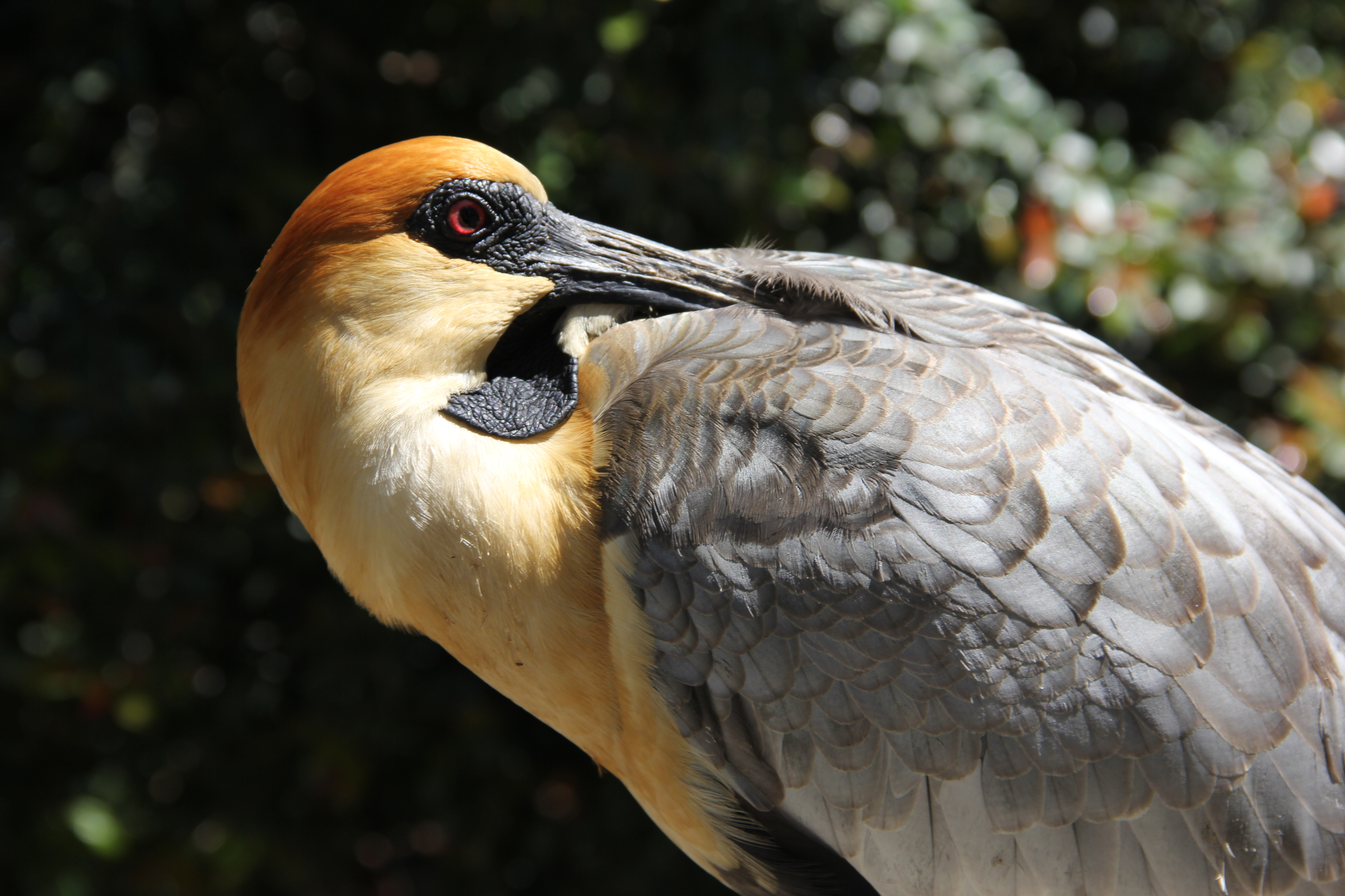 AVES DE AMÉRICA