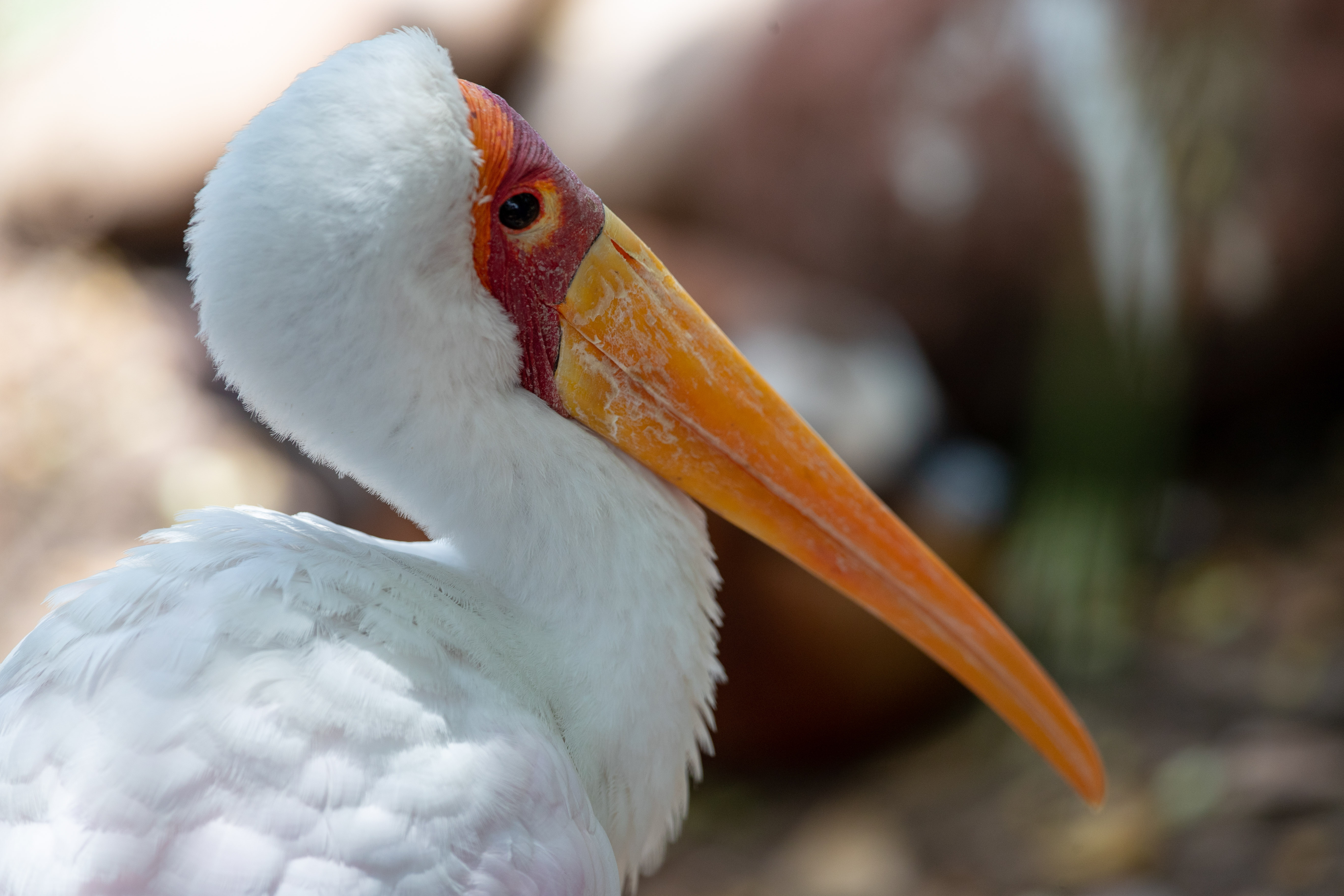 AVES DE ÁFRICA