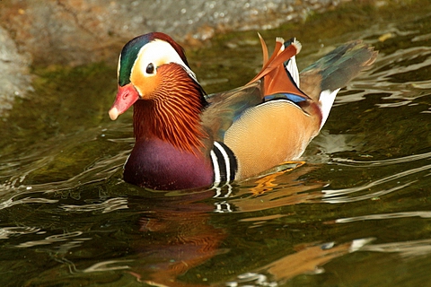AVES DE EURASIA