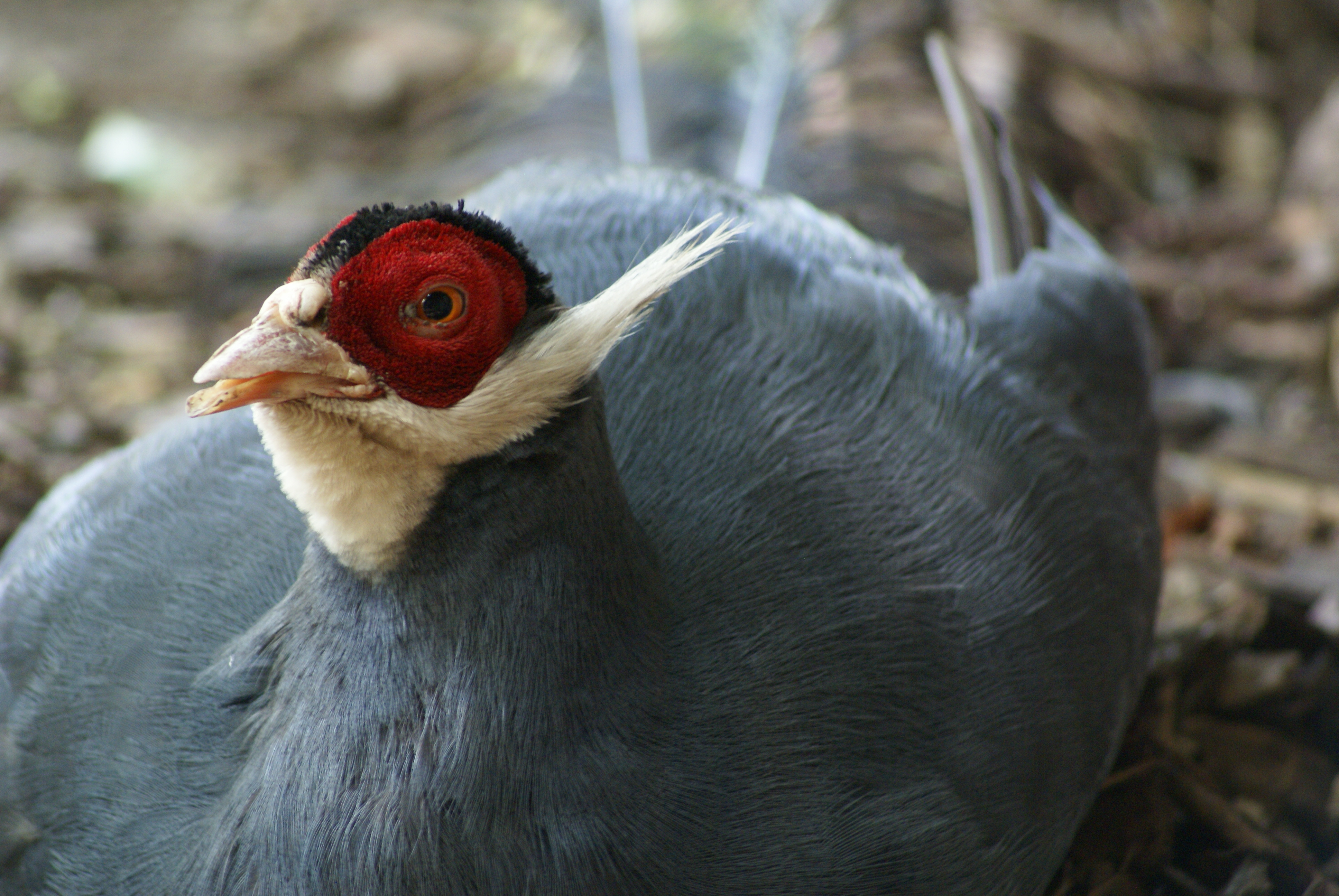 AVES DE OCEANÍA