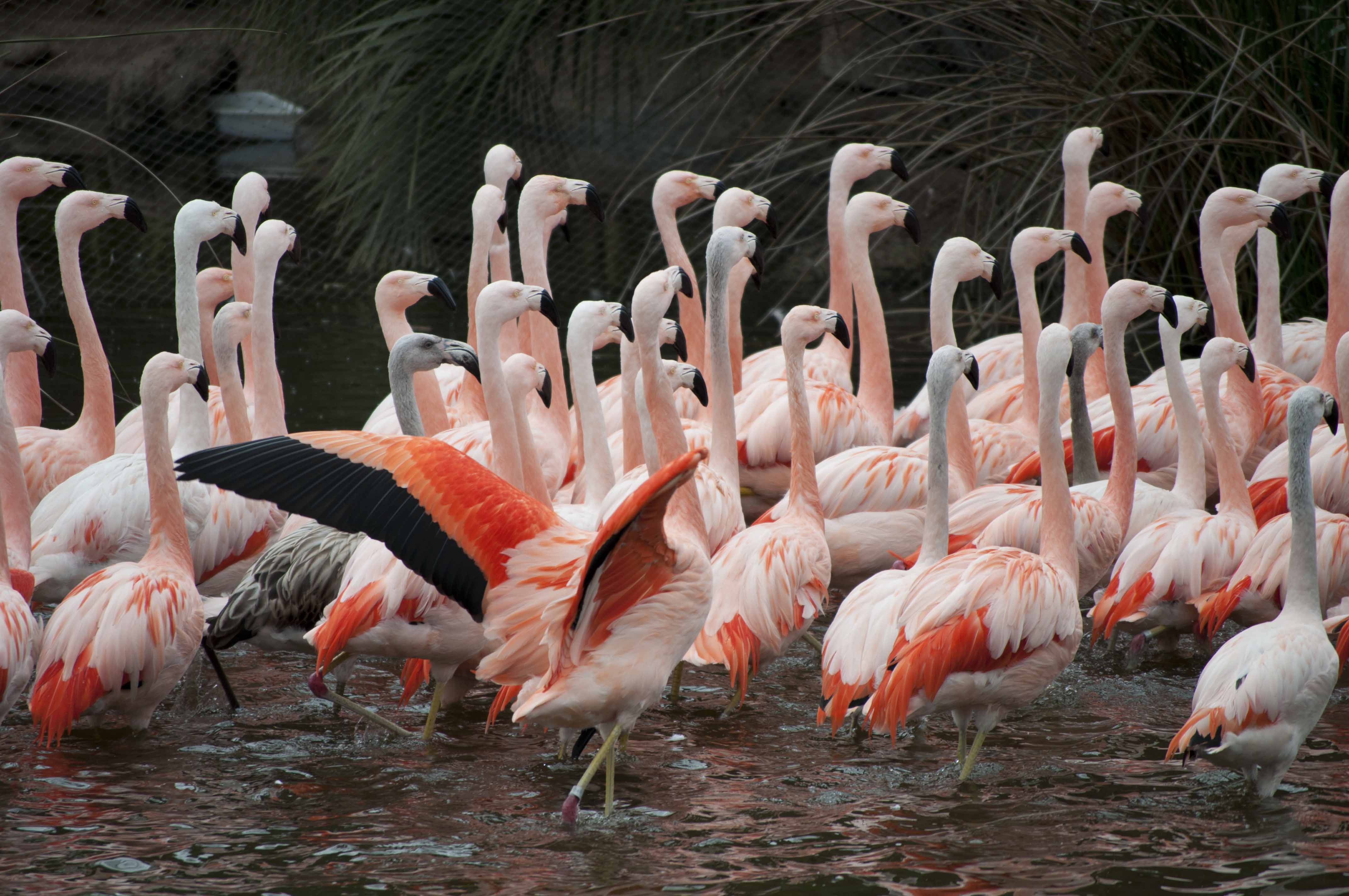 LAGUNA DE FLAMENCOS