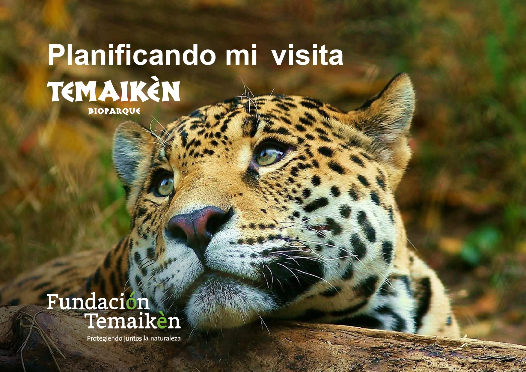 Descargá la historia social